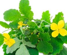 Celandine for treating toenail fungus